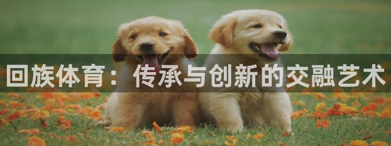 MK体育官方正版app开户：回族体育：传承与创新的交融艺术