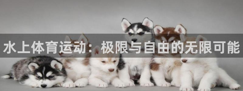 MK体育官方正版app代理