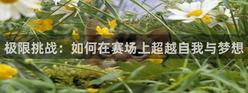 MK体育官网下载招商电话地址：极限挑战：如何在赛场上超越自我